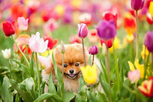 The dog is sitting in a field of tulips