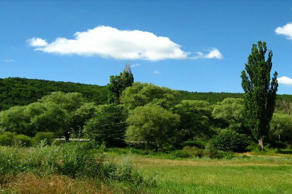 Blauer Himmel über dem Wald