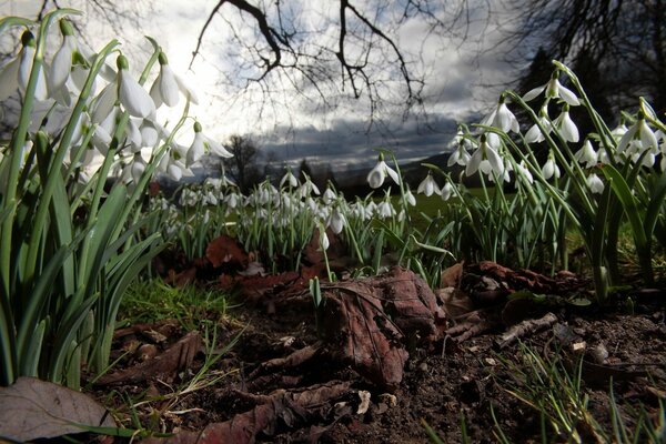 Lilies of the valley in the gloomy forest in the evening