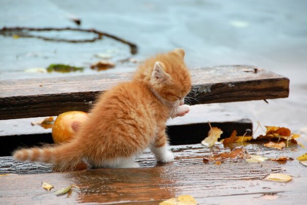 Gatito en el asfalto en un día húmedo de otoño