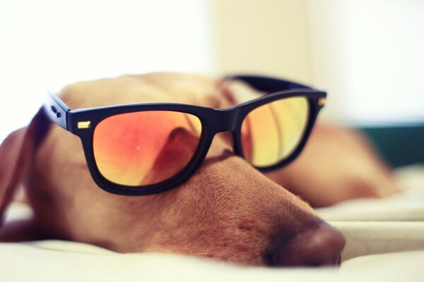 Hund schläft mit Sonnenbrille