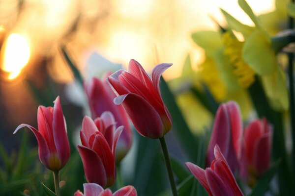 Tulpen bei Sonnenaufgang unscharfer Hintergrund