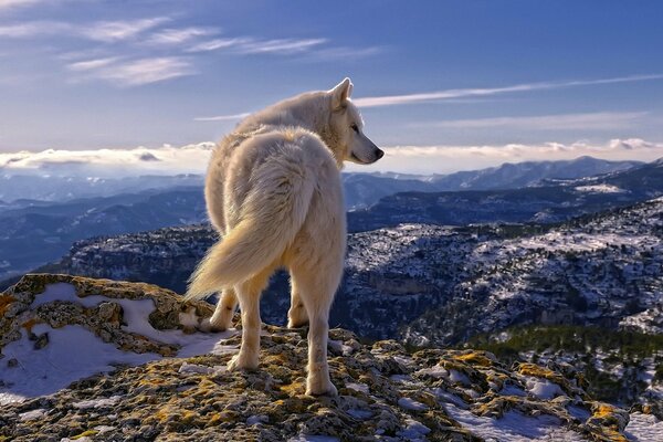 Lupo bianco in cima alla montagna