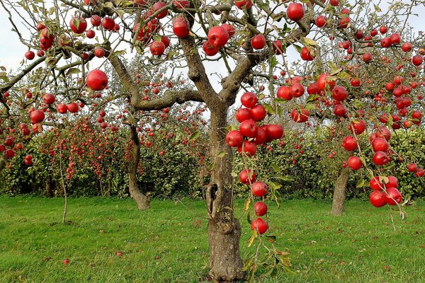 Pommes d automne aux pommes rouges