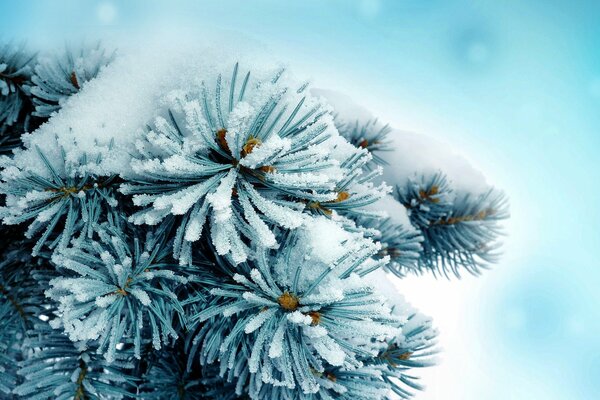 Winter pine in the snow on a blue background