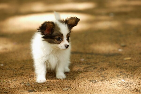 Piccolo cucciolo su una passeggiata estiva