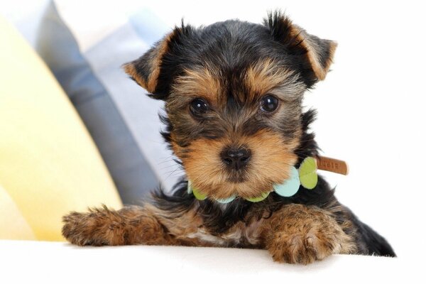 A puppy in a beautiful collar wants to play