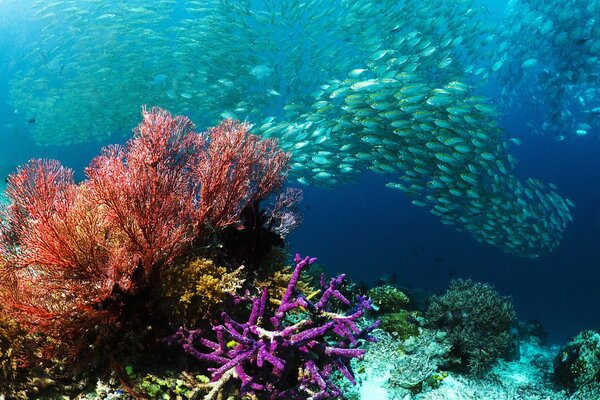 Fantásticas bellezas del mundo submarino