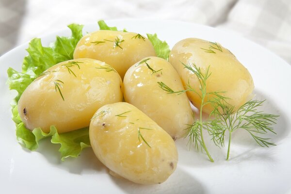 Boiled potatoes with dill and green leaves