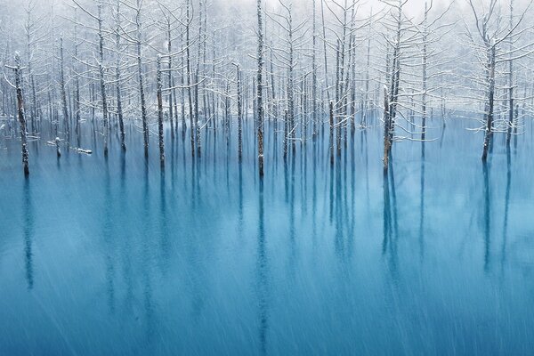 Bäume, die aus blauem Wasser wachsen