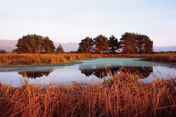 Fire reeds around the lake