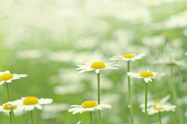 A glade of white daisies on the background