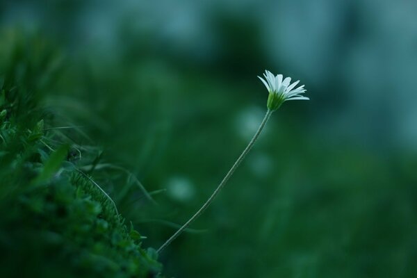 Gros plan d une fleur blanche sur fond flou