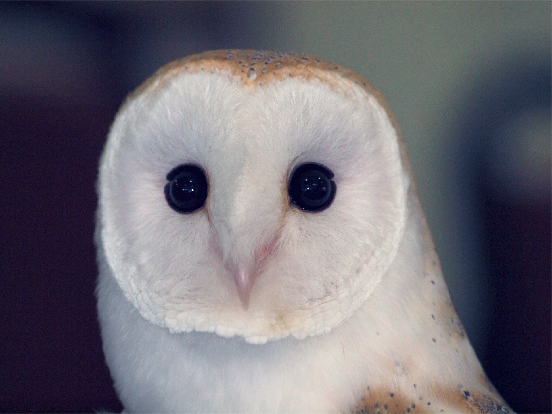 owl barn owl owl owl bird bird