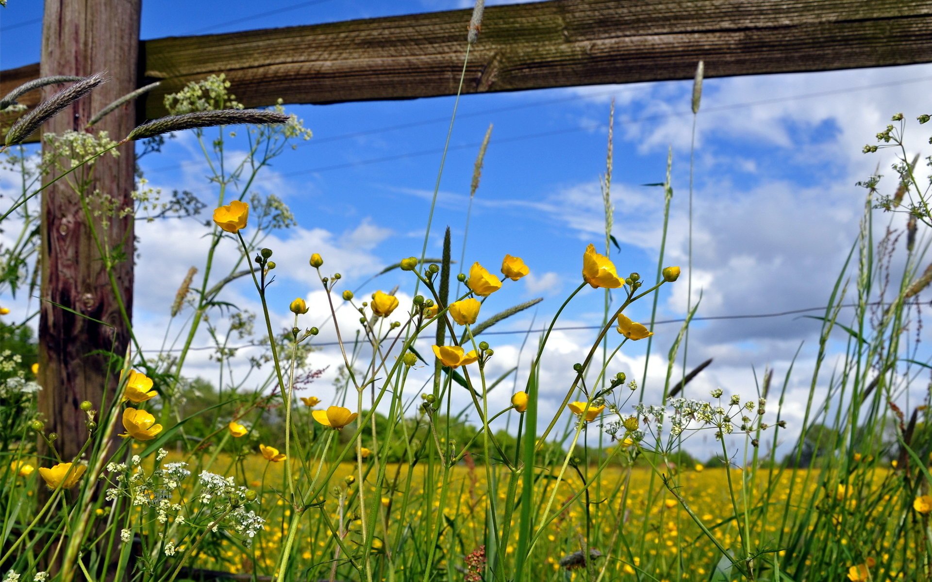 flowers nature summer the fence