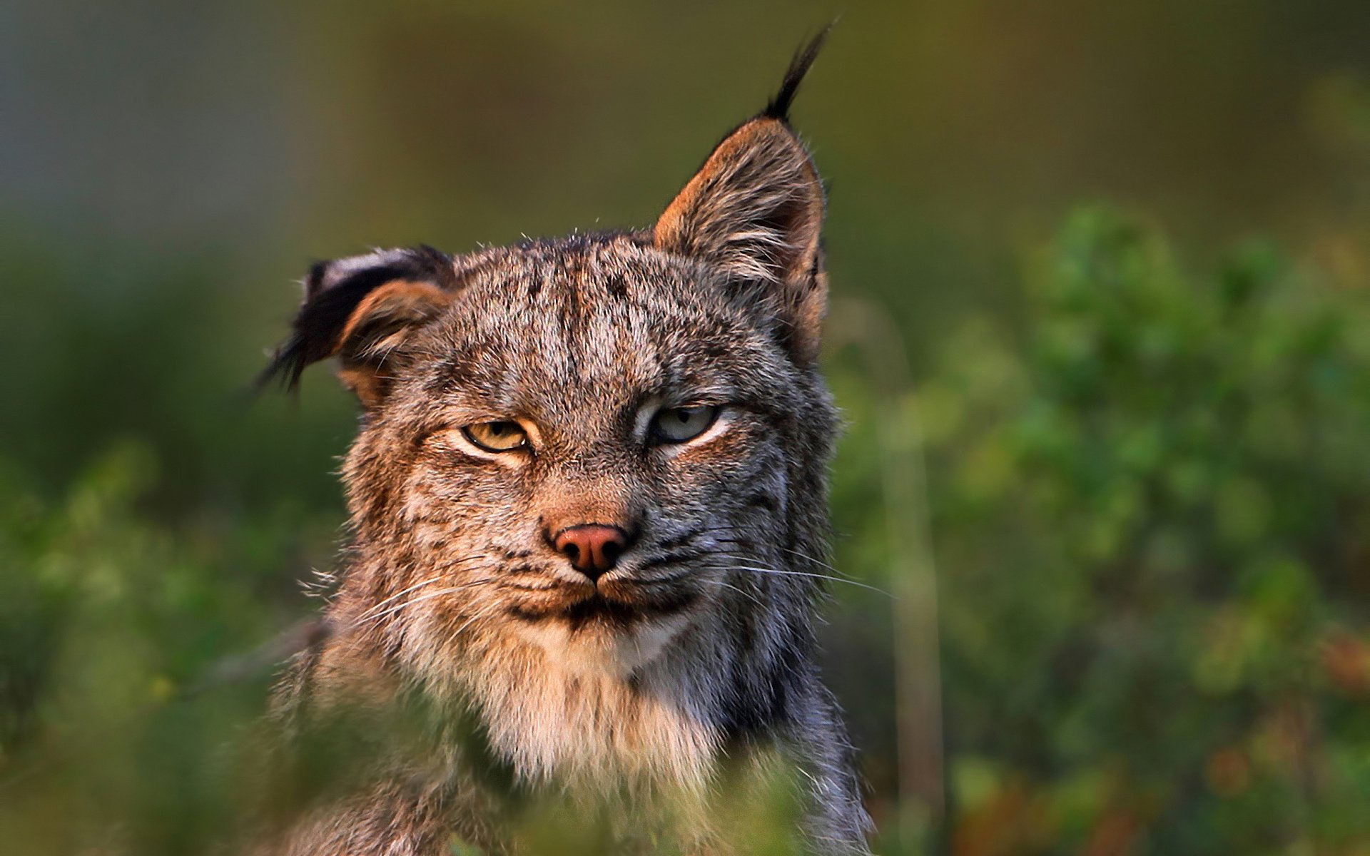 lince felis lynx depredador