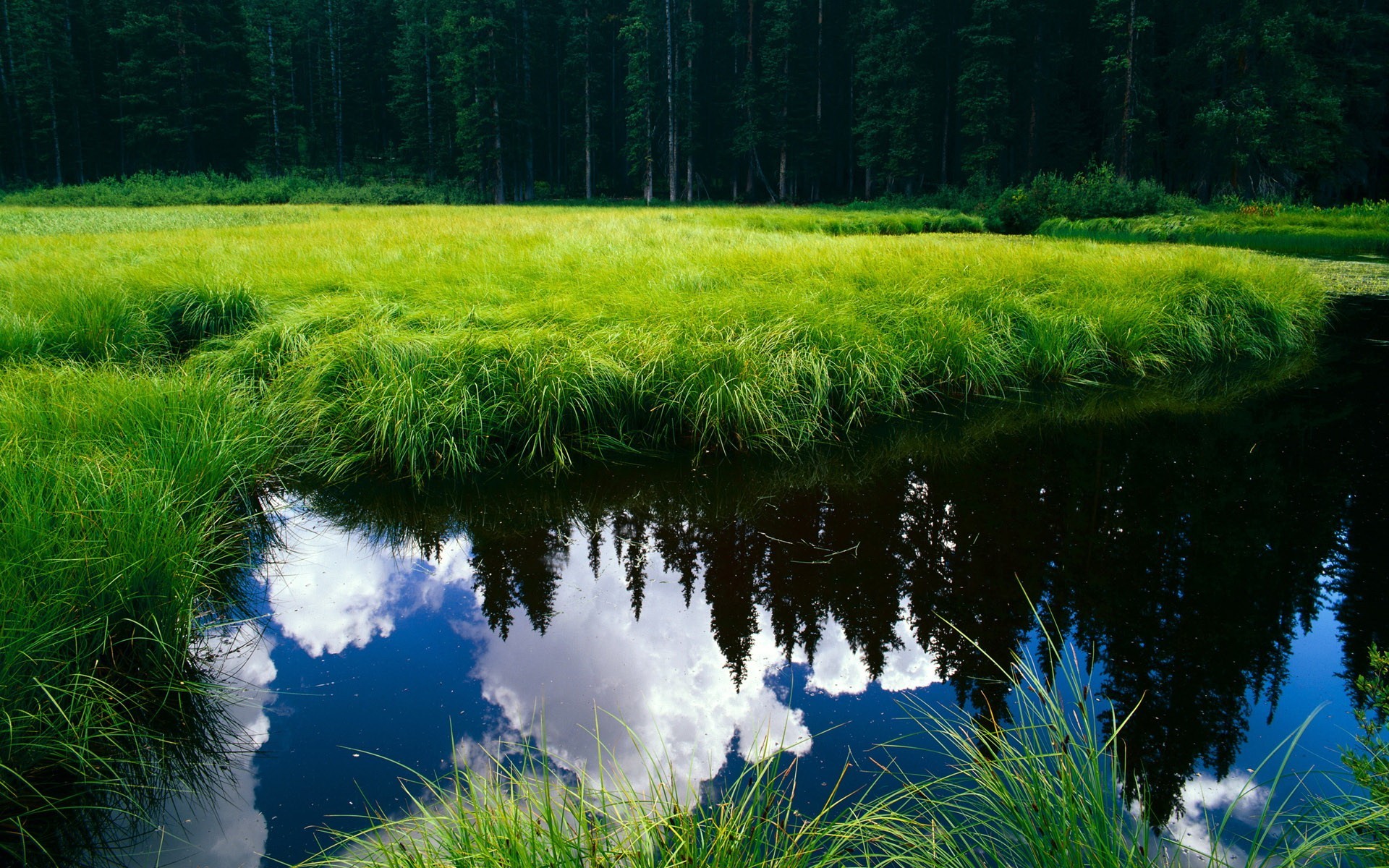 lac étang forêt