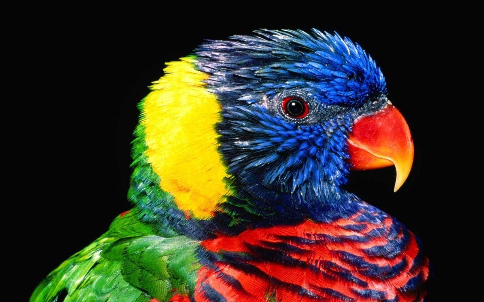 feathers parrot bird