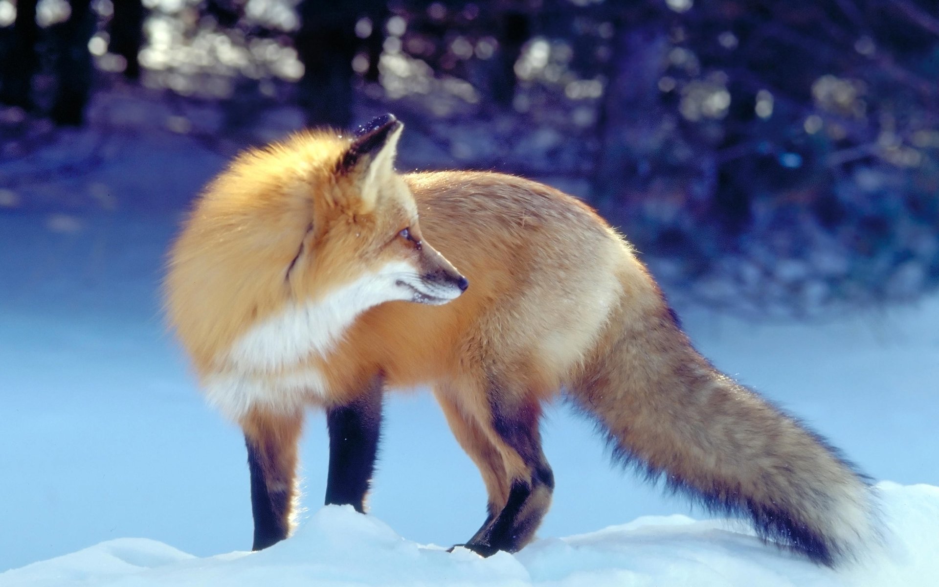 fox winter fox