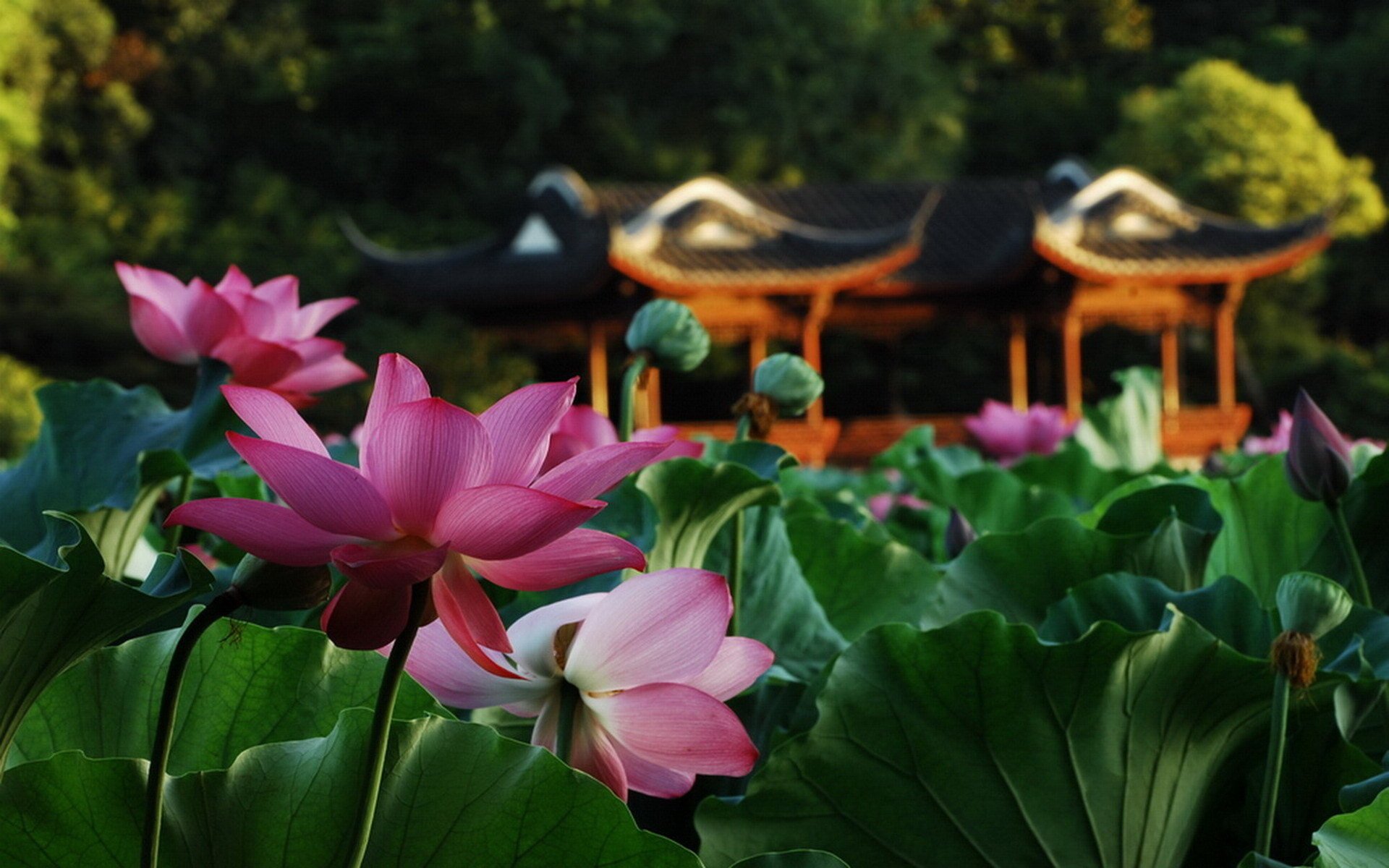 flowers lotus pond leaves macro gazebo