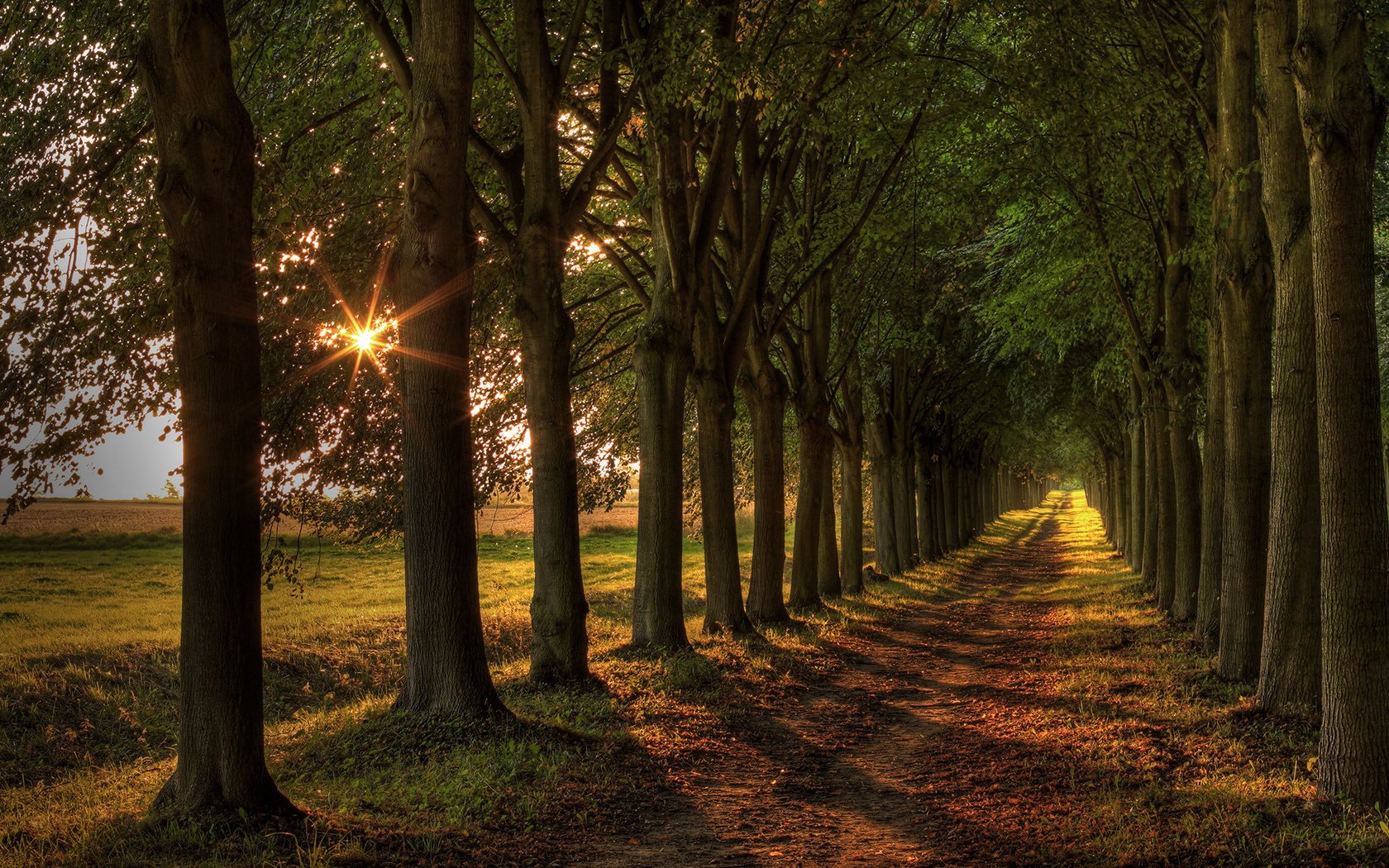 camino luz paisaje árboles