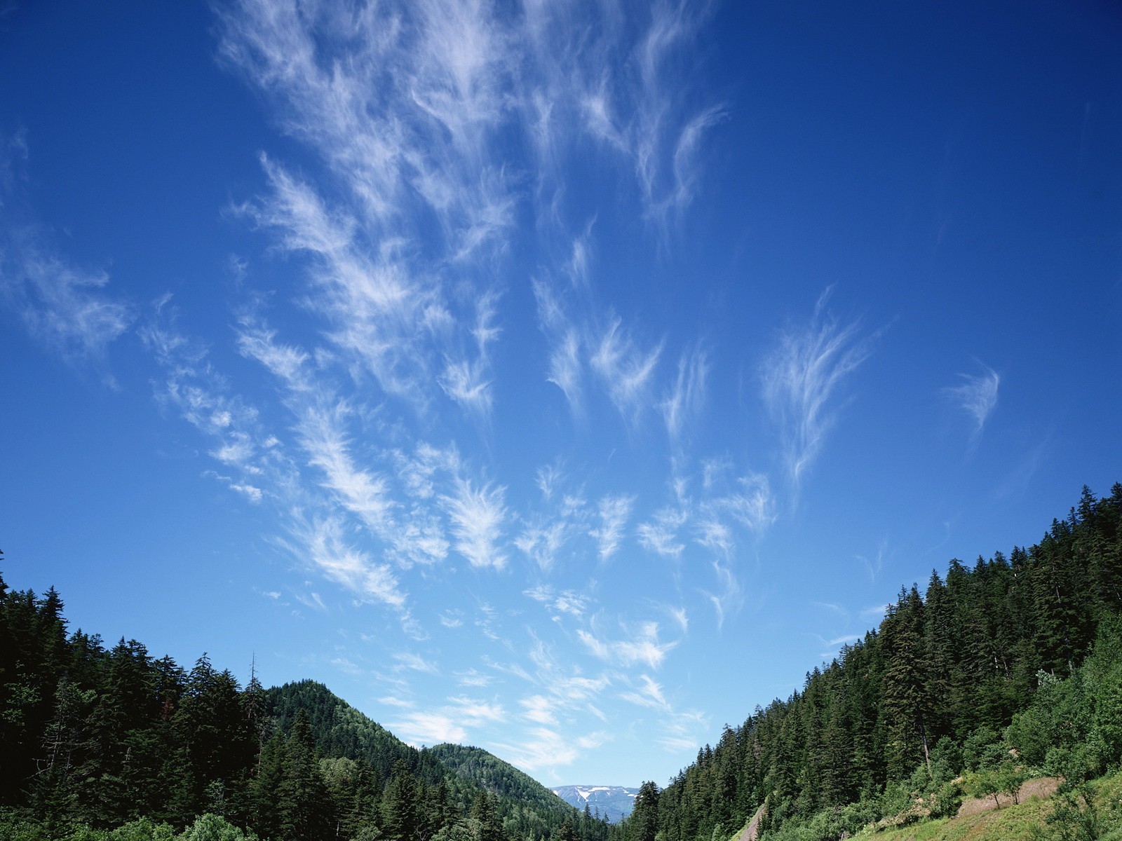 nubes cielo bosque