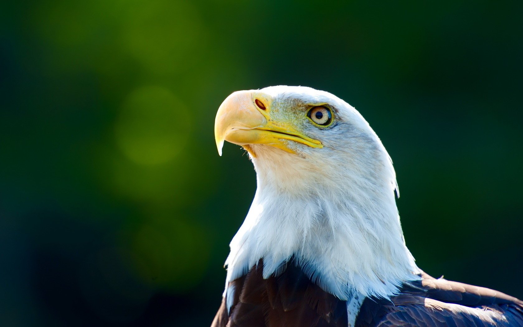 background bird eagle