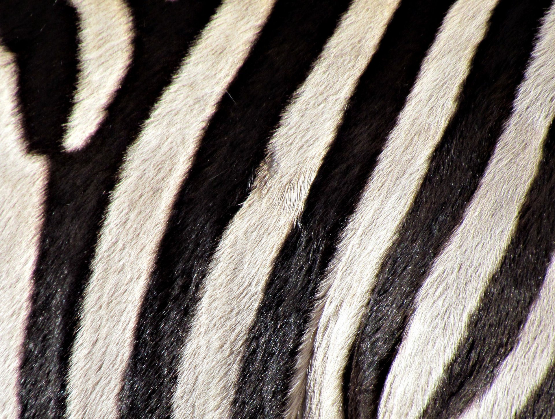 zebra bw cover color strip