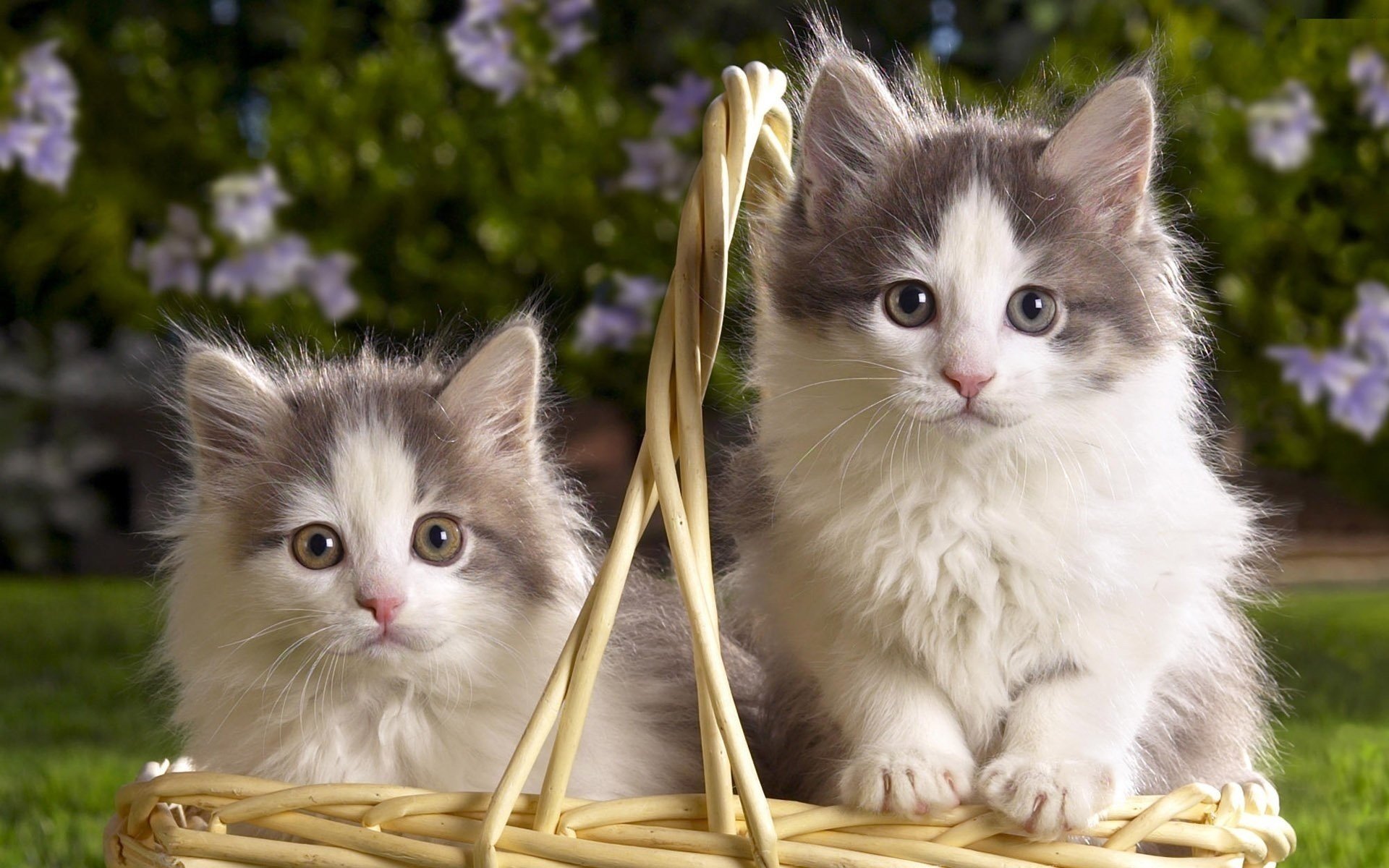 bicolore gattini due cestino lanuginoso