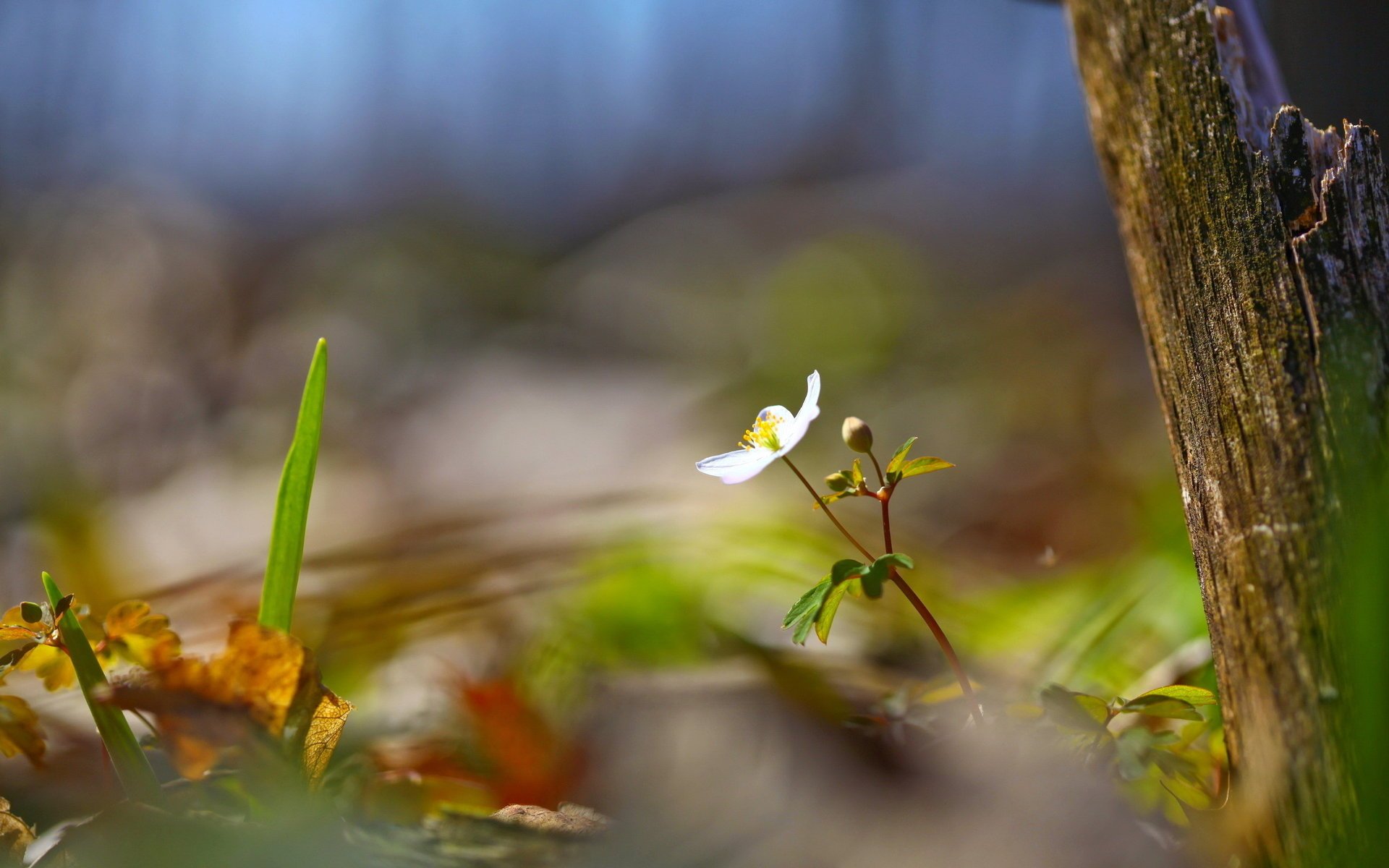 kwiat lato drzewo natura