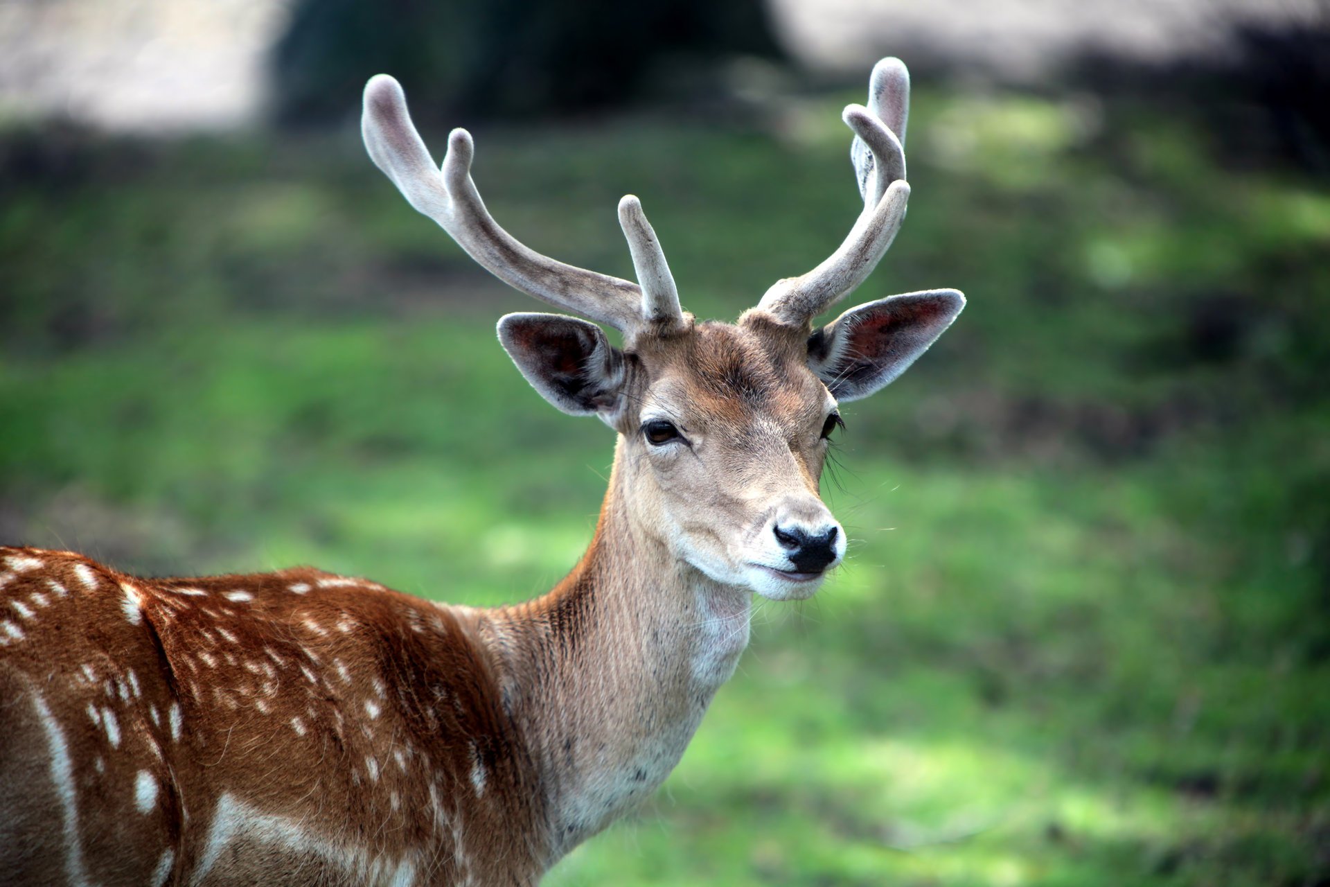 animal cabbage horns wallpaper muzzle deer wallpaper