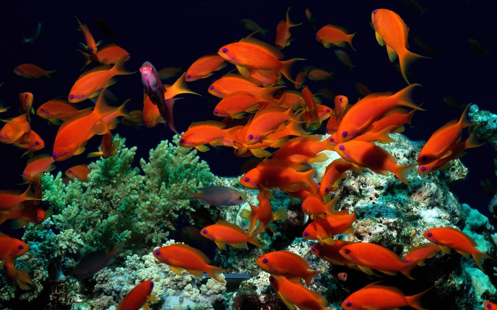 corals red underwater the world fish algae