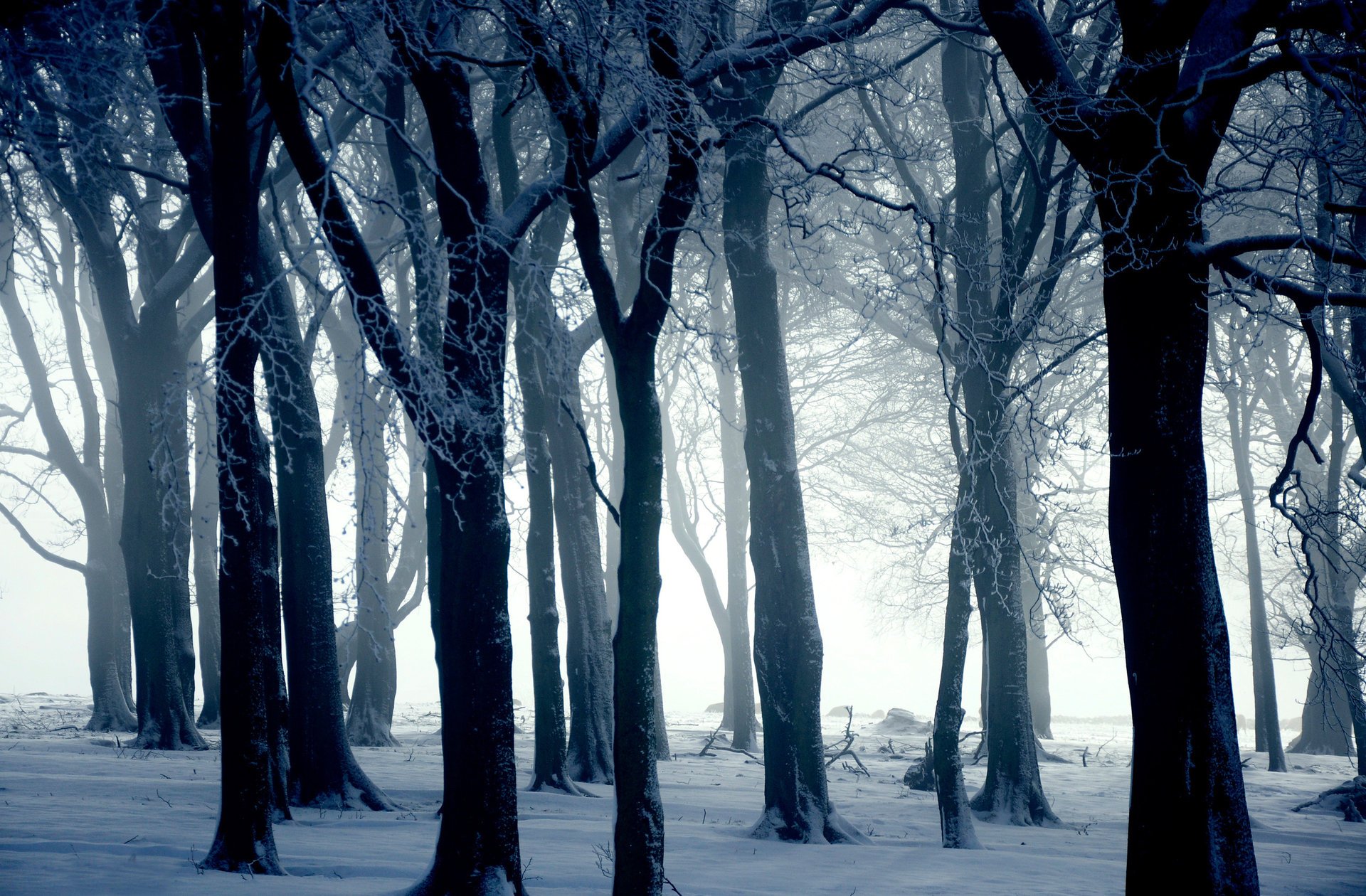 naturaleza invierno nieve ini árboles