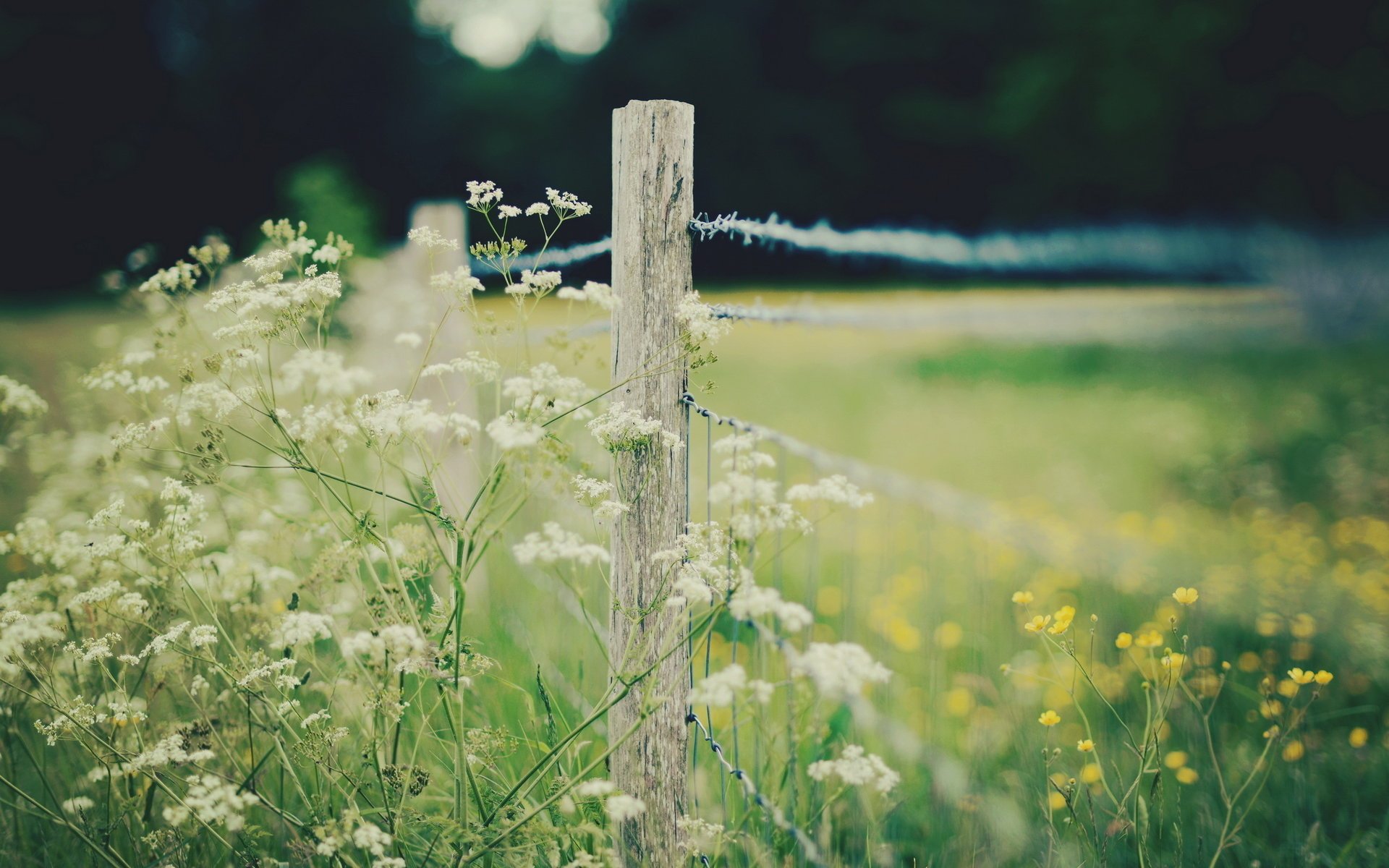 macro grass the fence field nature