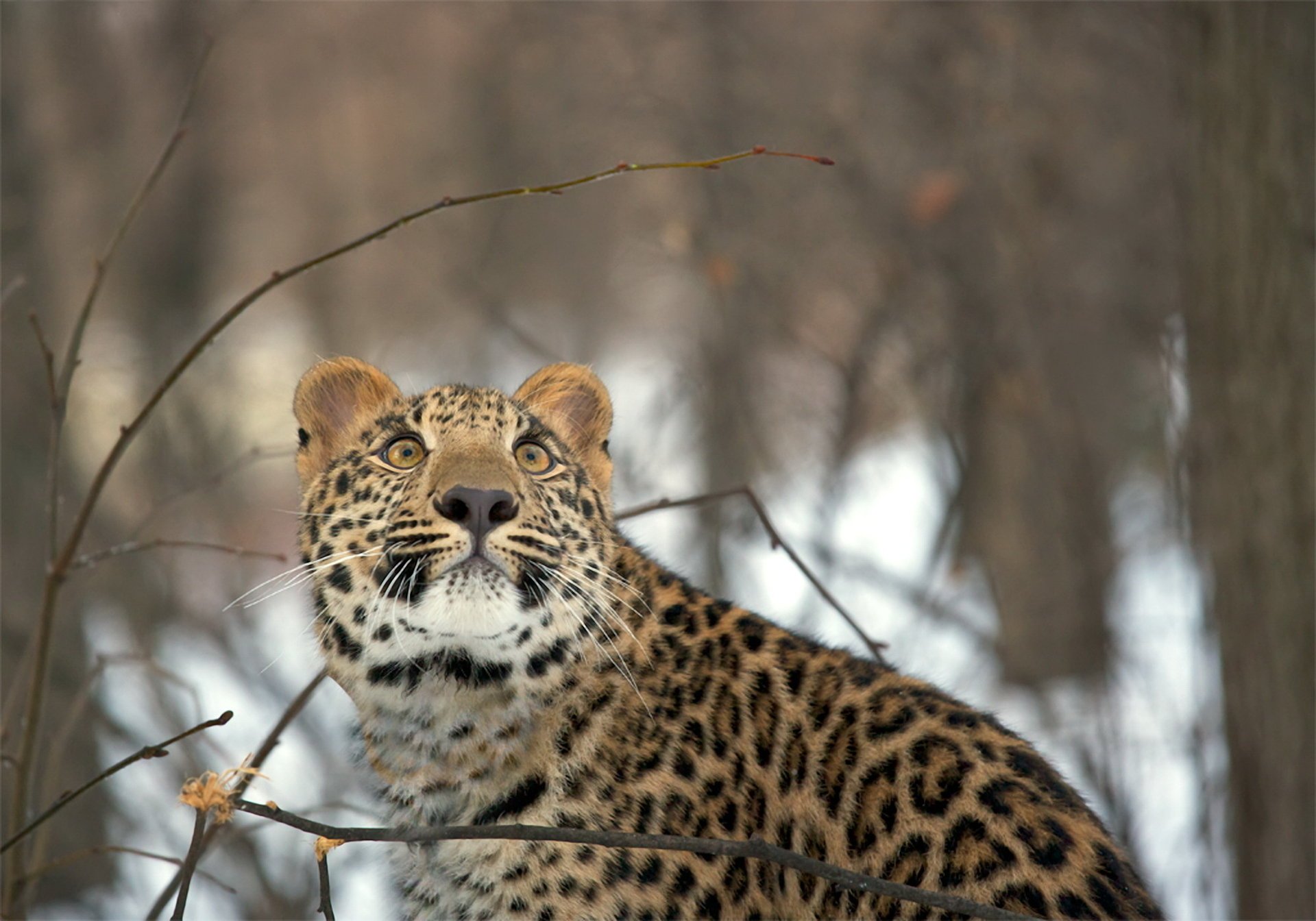 leopard winter wald schnee blick