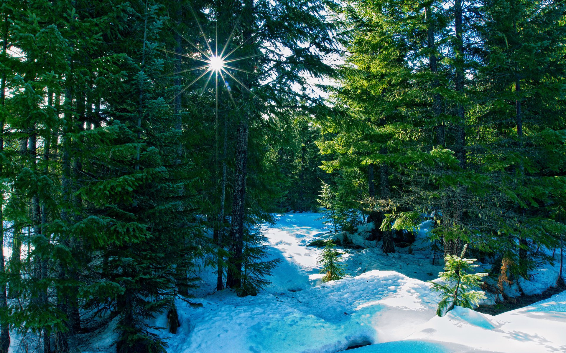 natur wald strahlen winter