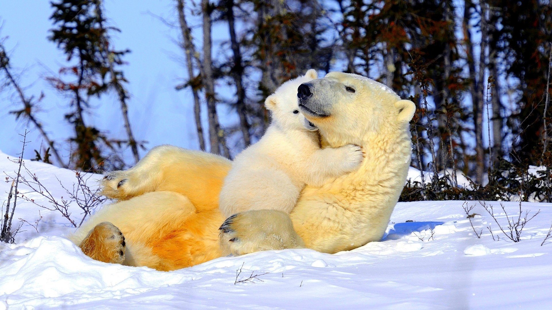 bear mom polar bears tenderness snow weasel