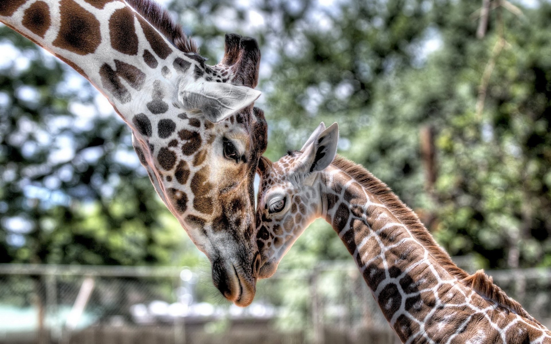 girafe enfant cub maman tendresse