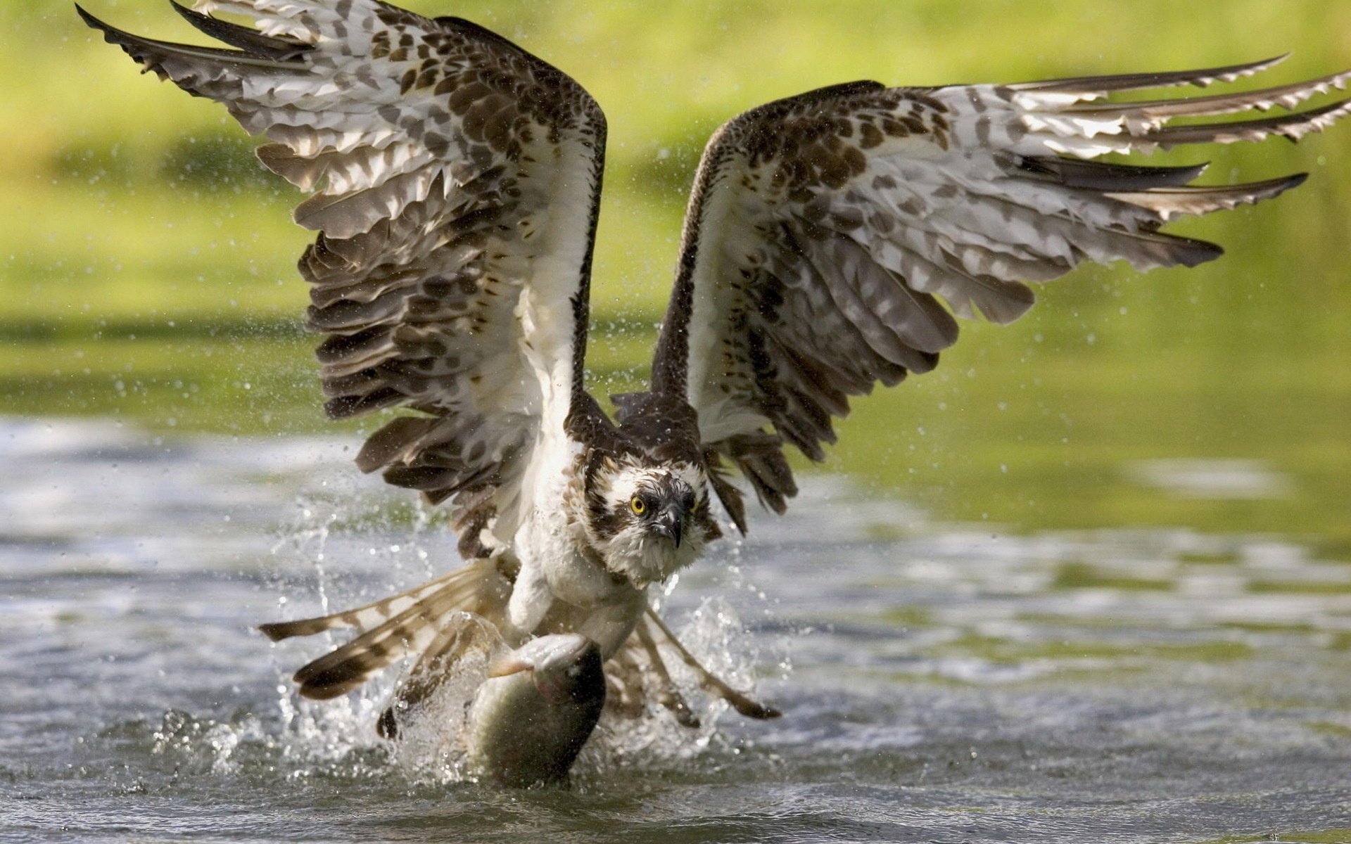 águila atrapado pescado alas caza pico pájaro vuelo