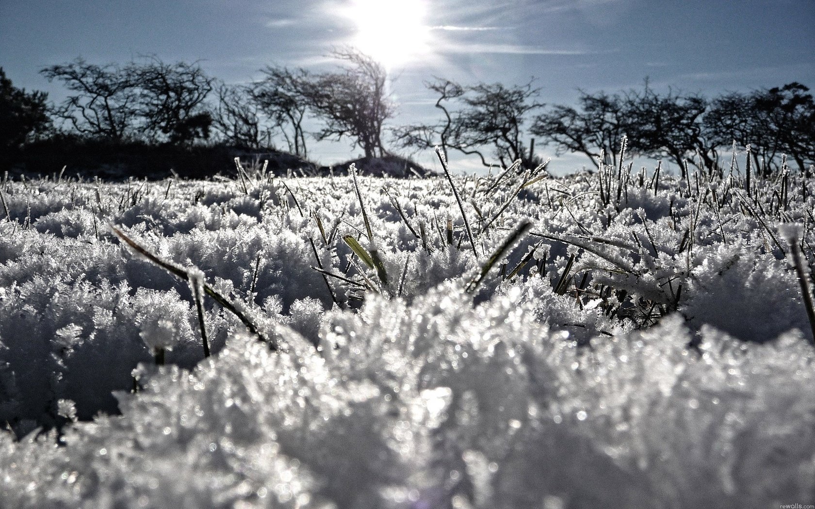 erba sole ghiaccio gelo neve