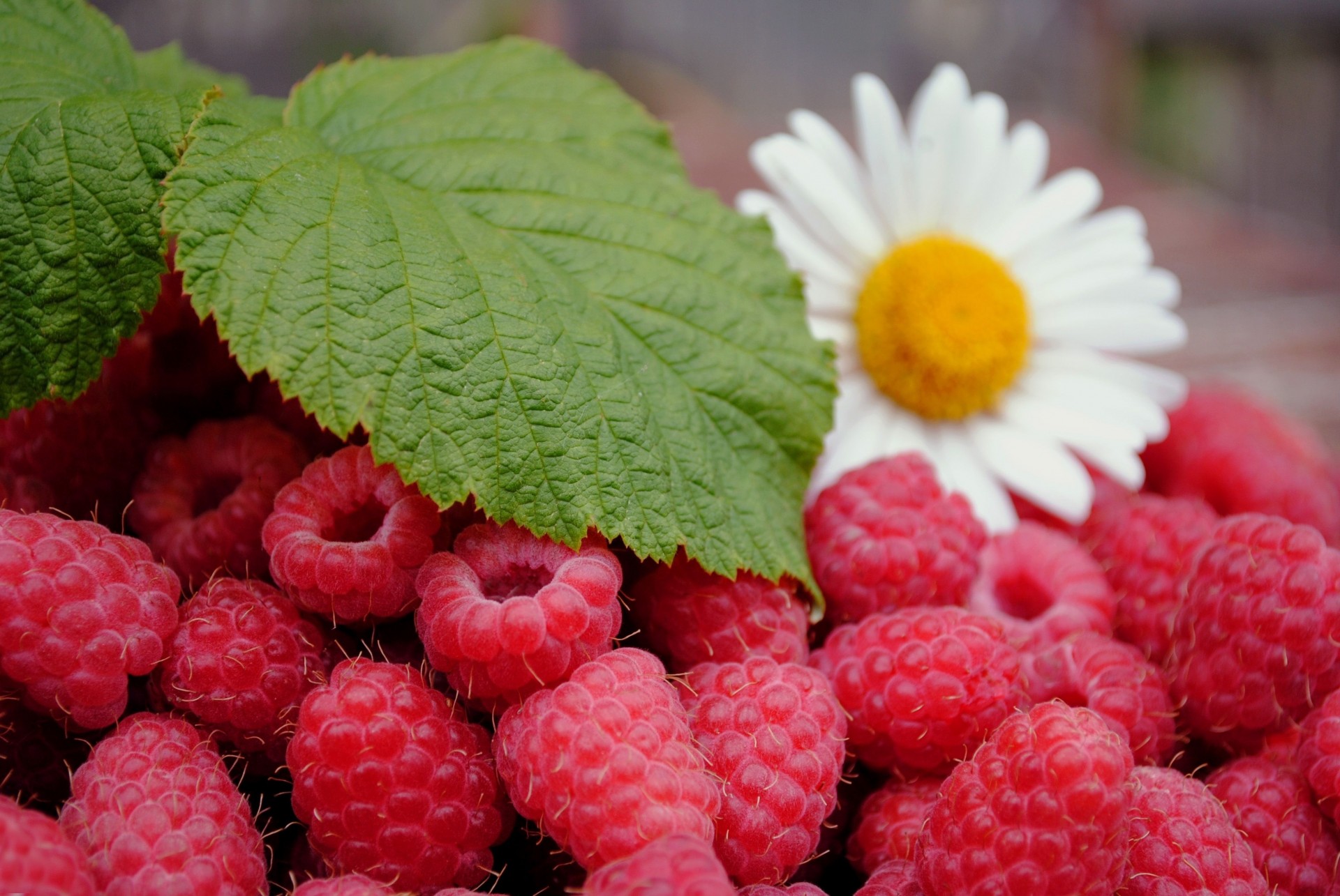 blatt beeren himbeeren kamille