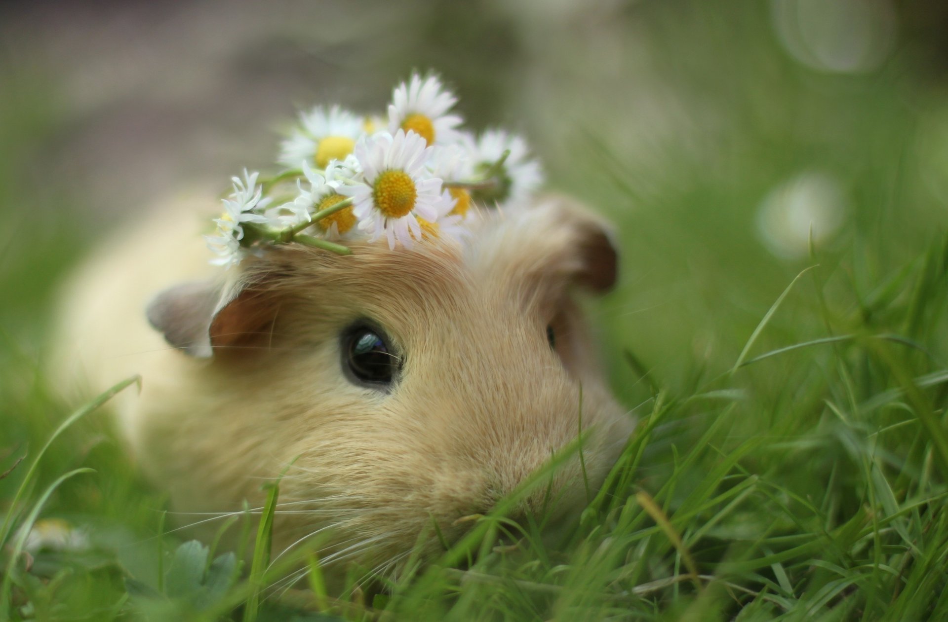 pig sea chamomile grass wreath