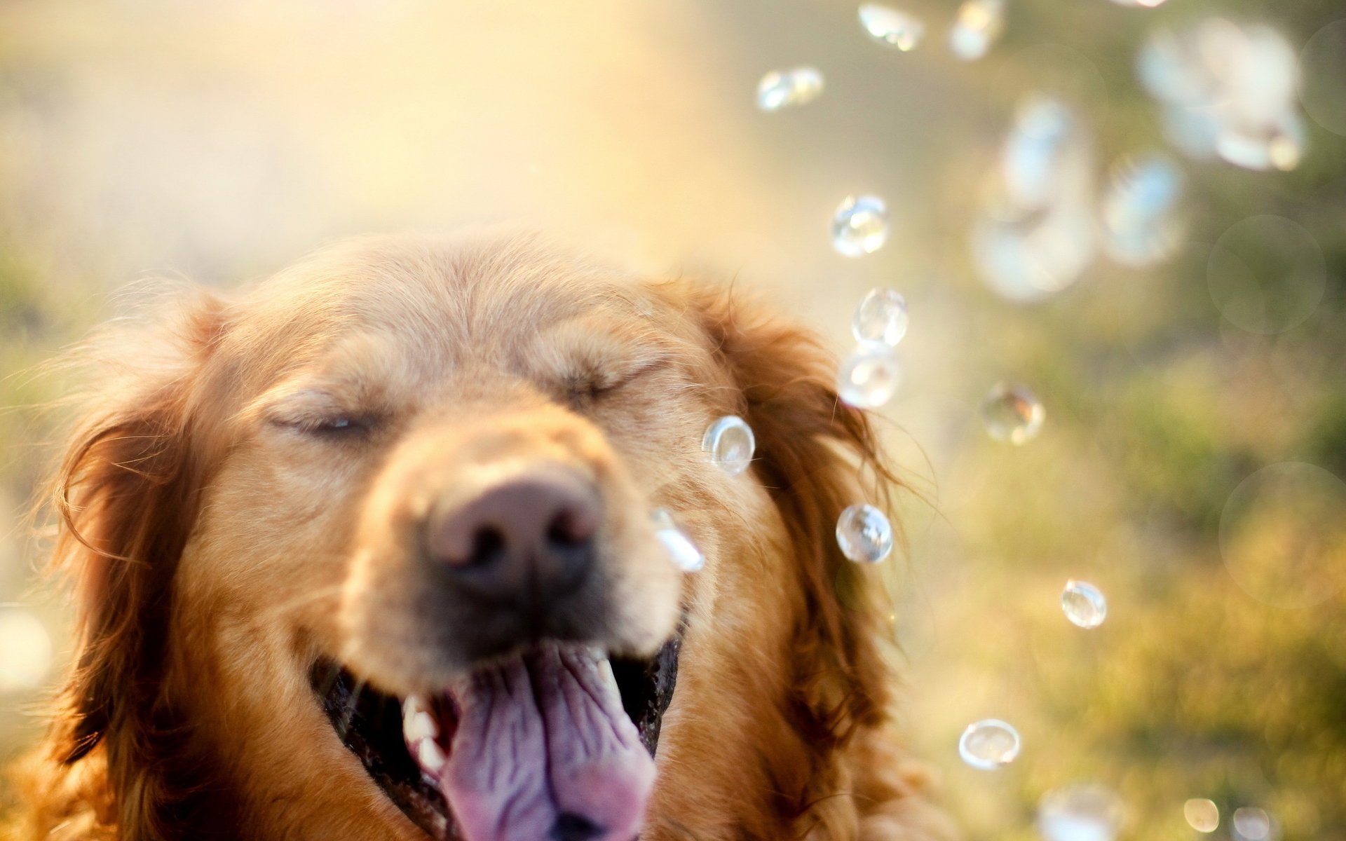 perro retriever gotas