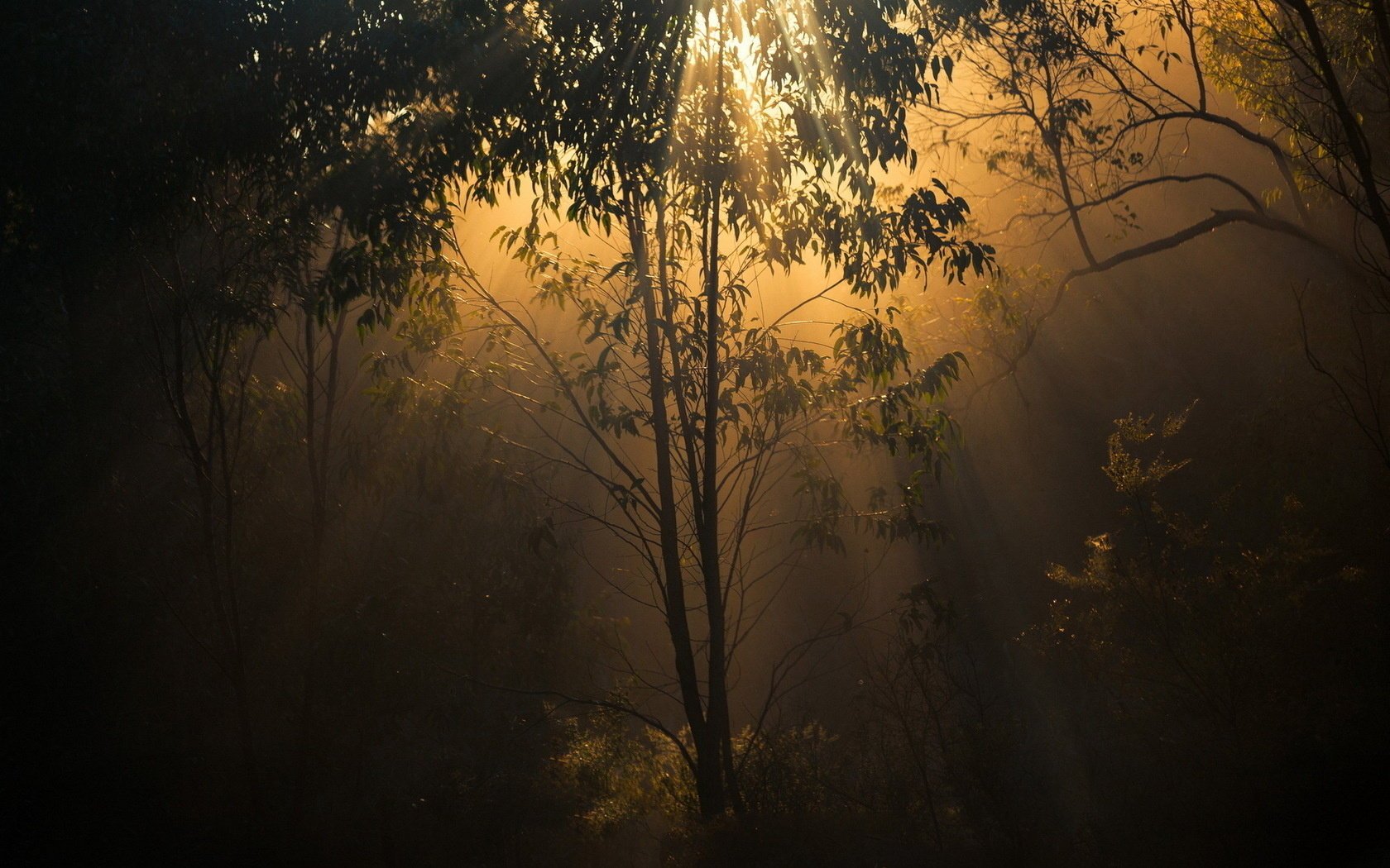 nature lumière arbres forêt crépuscule