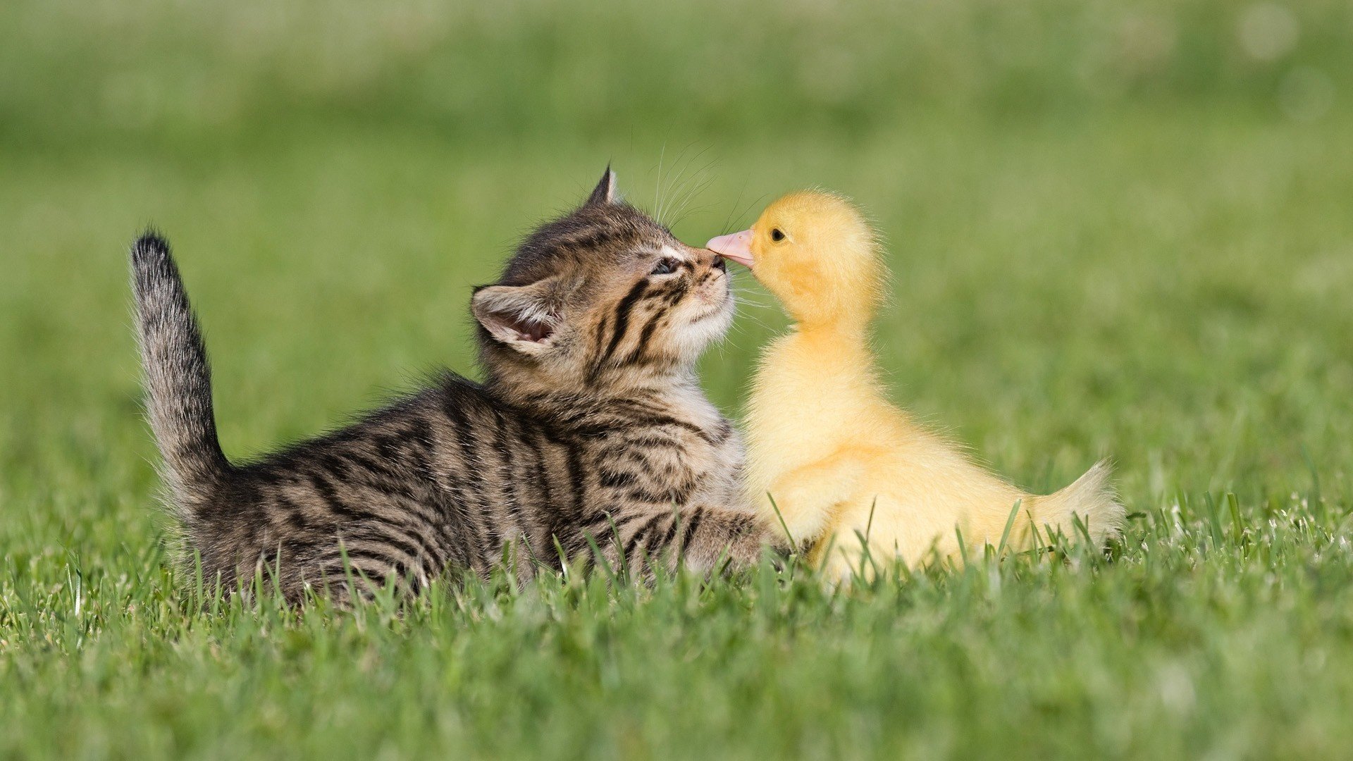 amitié herbe caneton chaton