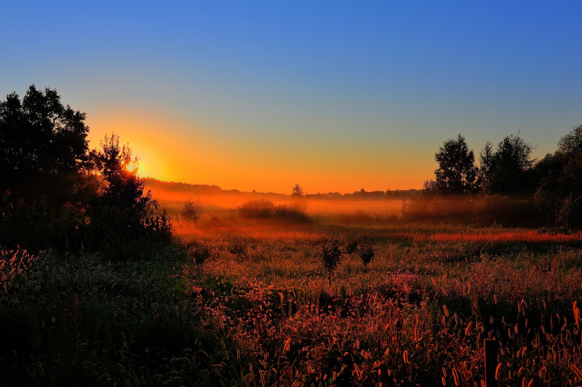 alba mattina presto nebbia sole foresta