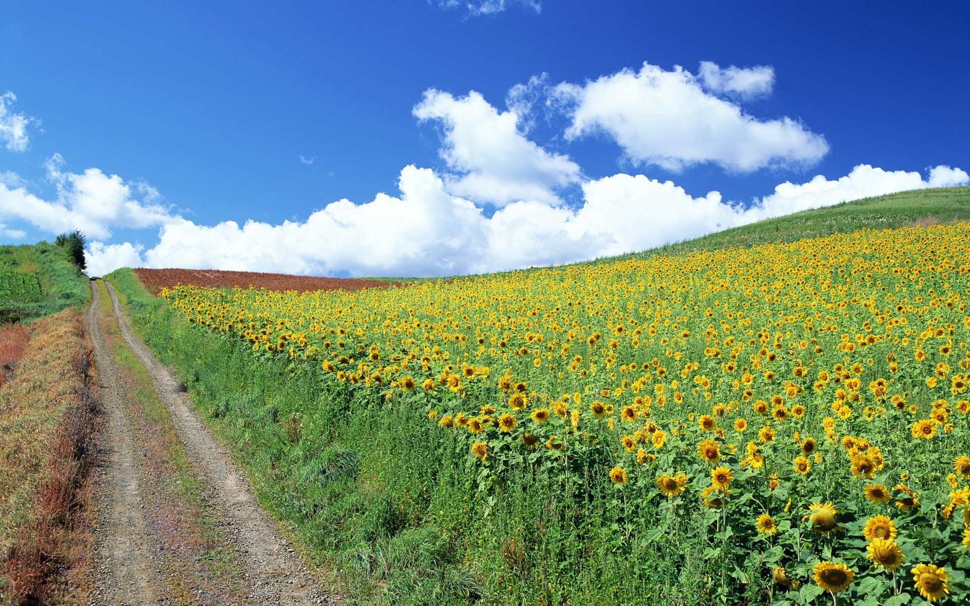 girasoli strada nuvole