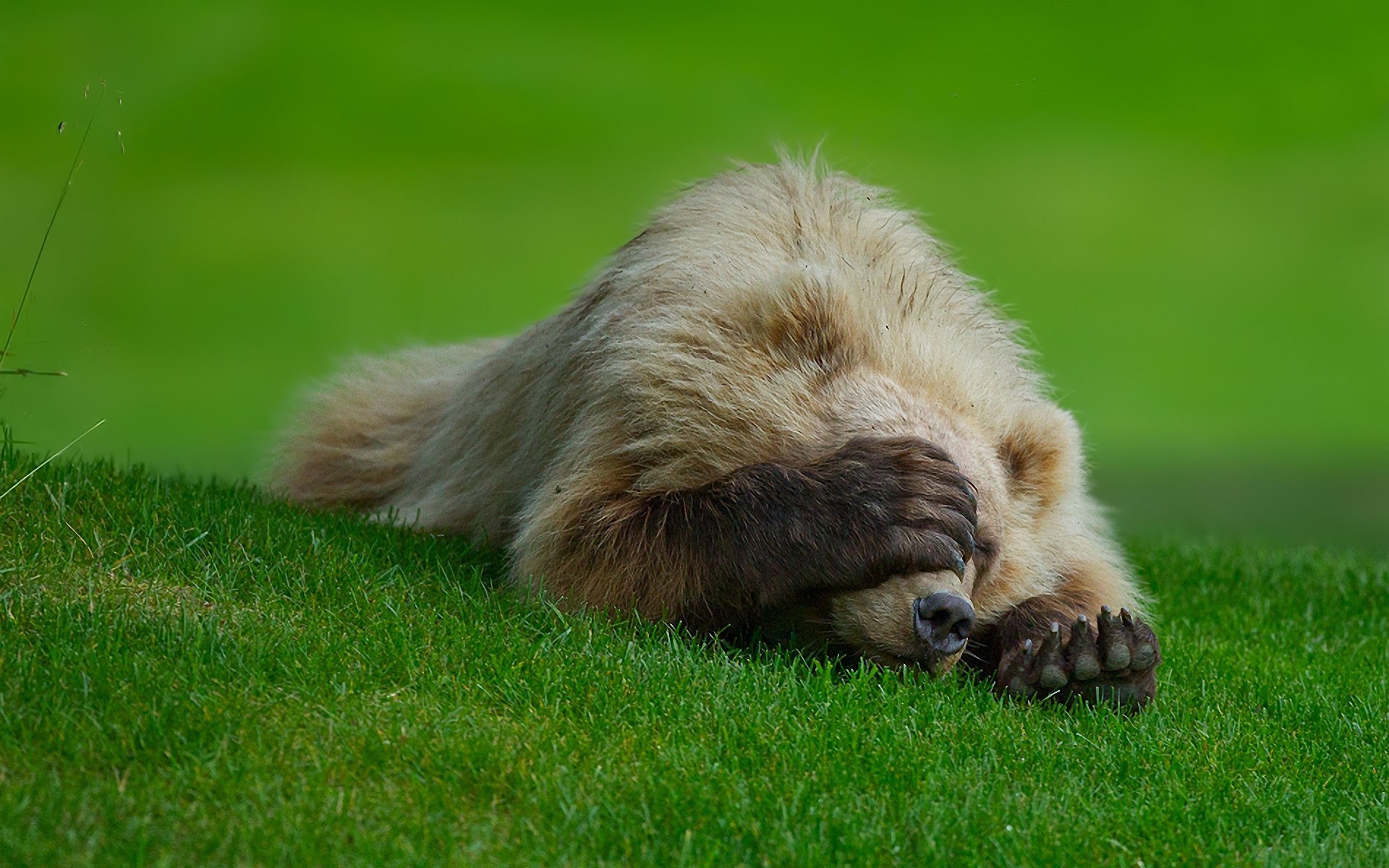 hame bear badun paw grass lawn claw