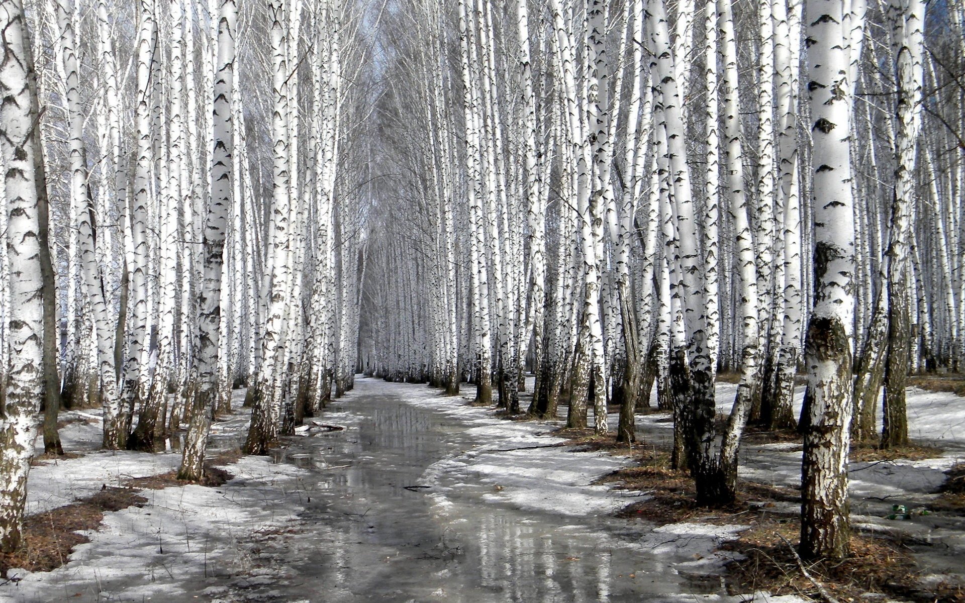 березы весна роща