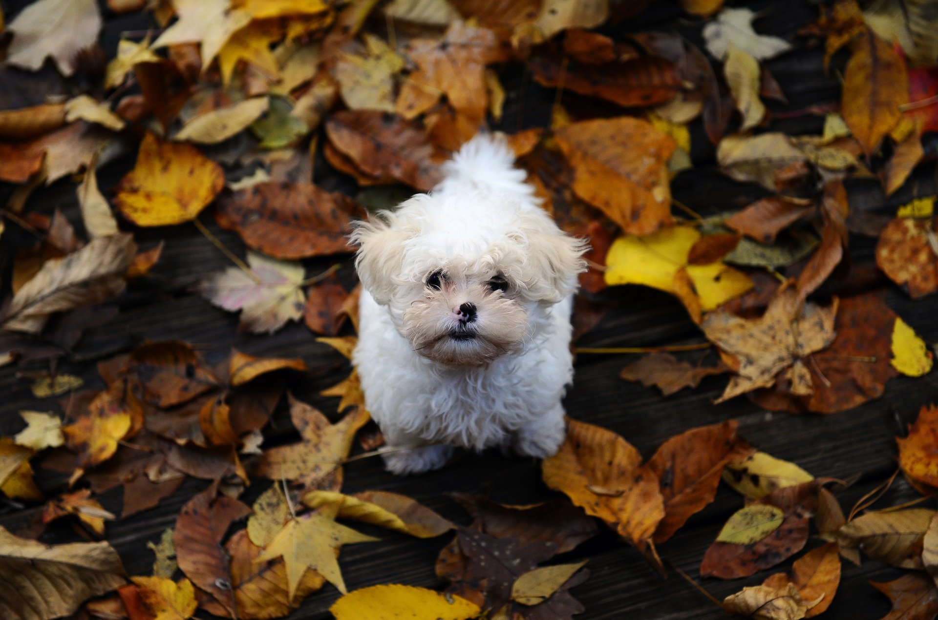 haggy autumn dog leaves small